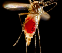 Brazil Huge rise in dengue cases in recent weeks