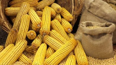 Climate change threatens global corn supplies 1