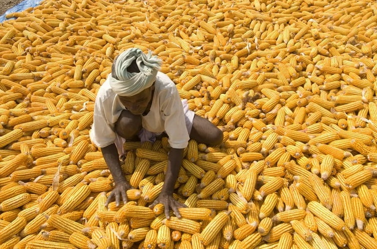 Climate change threatens global corn supplies 2