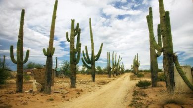 Climate change will threaten the existence of 60 percent of cacti