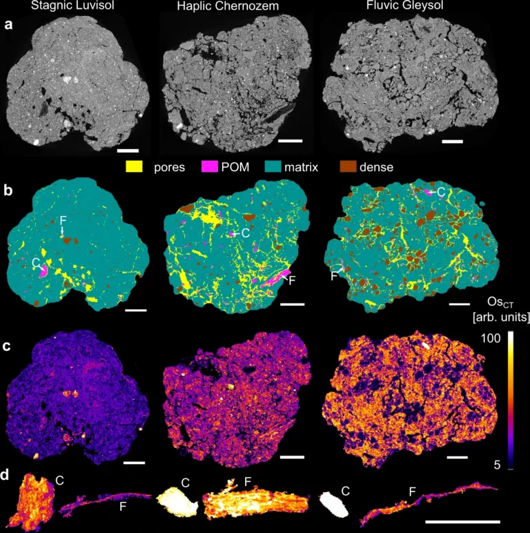 Computed tomography has shown that soil carbon is stored mainly in a network of pores