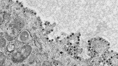 Coronavirus RNA preserved in faeces seven months after infection