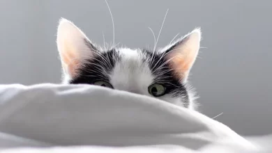 Does your cat constantly wake you up too early These expert tips can help