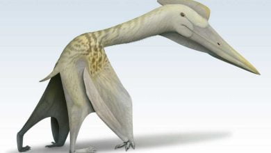 Dragon of death with a wingspan of nine meters was the largest pterosaur in South America 1