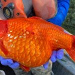 Fattened goldfish threaten Canadian ecosystems 1