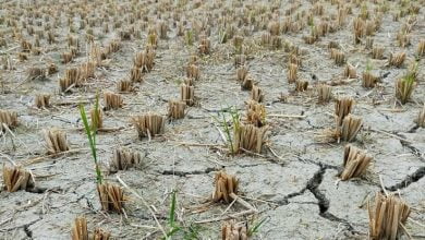 Flash droughts coming faster as climate warms scientists warn