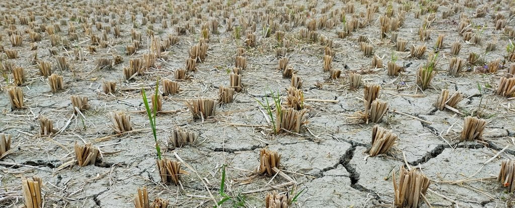 Flash droughts coming faster as climate warms scientists warn