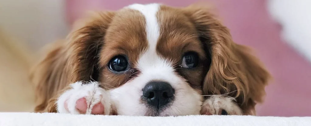 Genetic Reason We Think Dog Puppies Are Irresistible