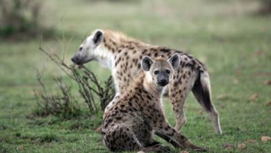 Global warming has forced hyenas to change their prey strategies