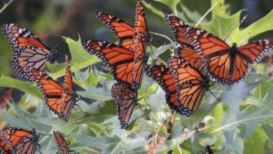 Global warming may lead to a decline in the number of butterflies