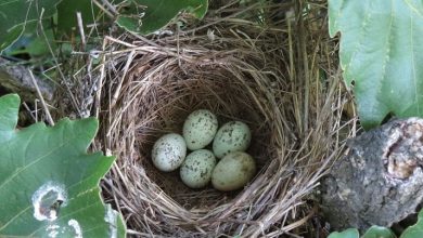 How cuckoos make their eggs look like those of other birds 1