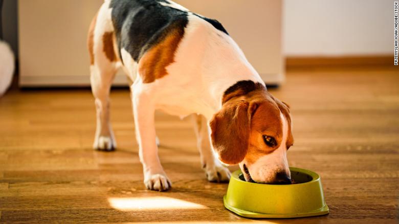 How often you wash your dogs bowl can affect your health