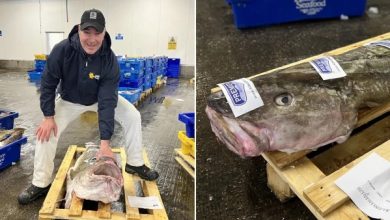 Huge man sized cod caught by British fishermen 1