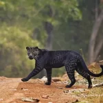 Hunt for the rarest black leopard caught on video 1