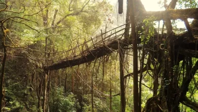 Iconic living root bridges in India put on UNESCO tentative list 1