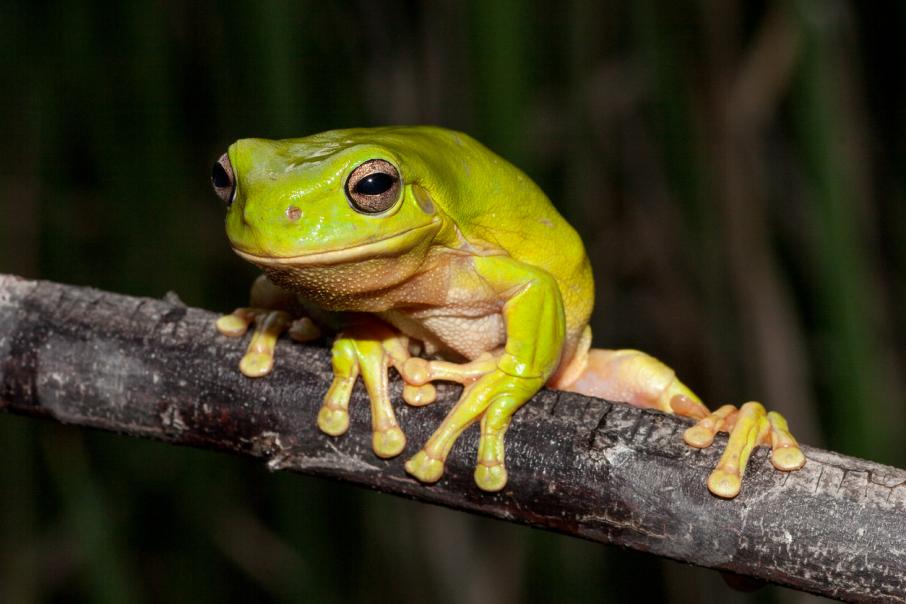 In Australia the population of tree frogs was saved which almost disappeared due to fires and diseases