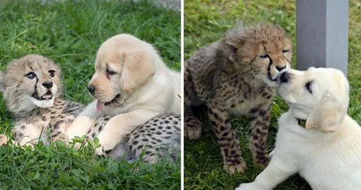 Labradors teach cheetahs self confidence 2