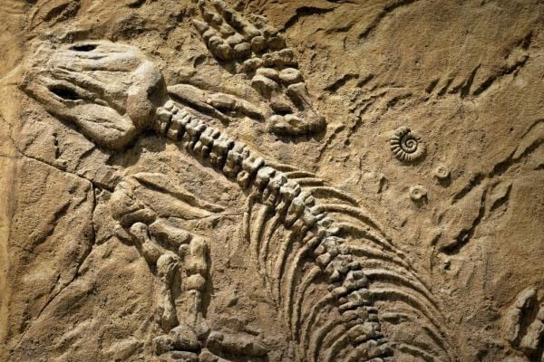 Largest dinosaur era marine reptile discovered in China