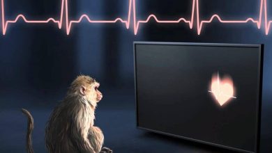 Macaques can sense their own heart rate