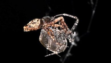 Male spiders have learned to catapult to avoid being eaten by females