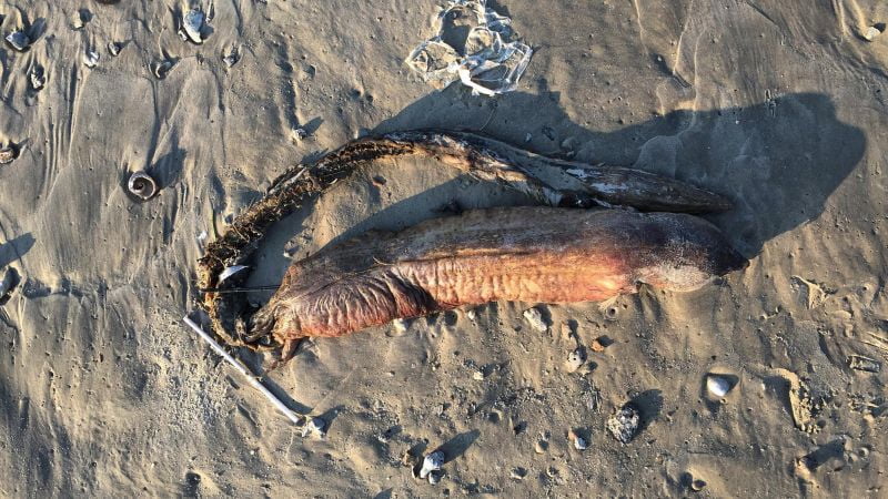 Mysterious creature found on the coast of Australia