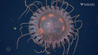 New species of deep sea jellyfish discovered in Californias Monterey Bay