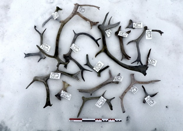 Norwegian archaeologists find 362 scarecrow sticks and an iron knife melted out of a glacier 4