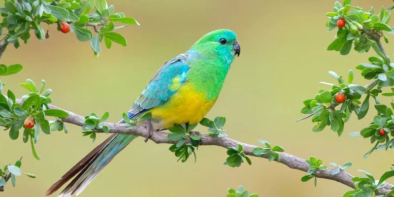 Proximity to the equator has increased the color diversity of passerine birds 1