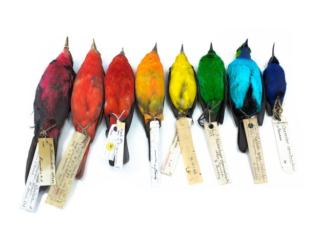 Proximity to the equator has increased the color diversity of passerine birds 2