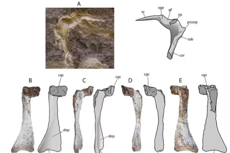 Pterosaur cemetery found in Chile 3