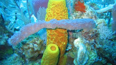 Scientists figured out the symbiosis of sponges and microbes