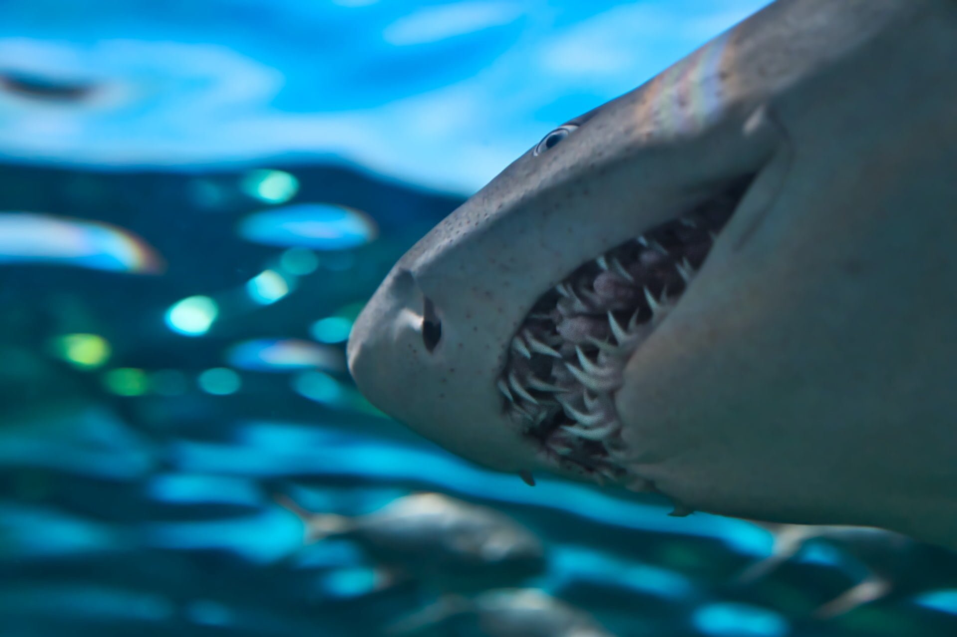 Sharks can survive cataclysms amazing facts about the masters of adaptation 1 1