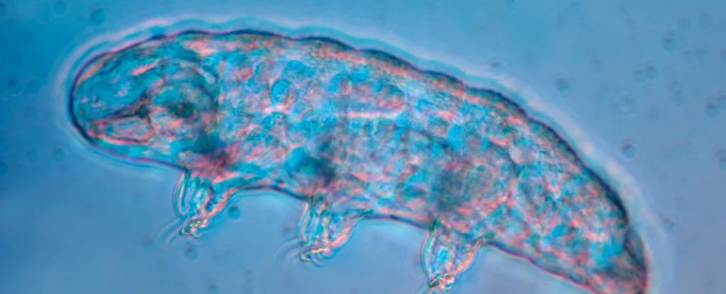 Tardigrades use snails to get to their destination 1