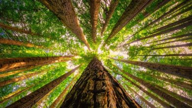 We Just Found a Secret Trait That May Help Redwood Trees Survive Climate Change