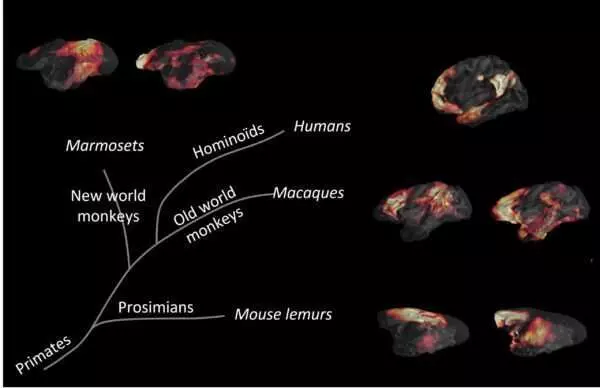 Why did humans develop brains so quickly while other animals did not 2