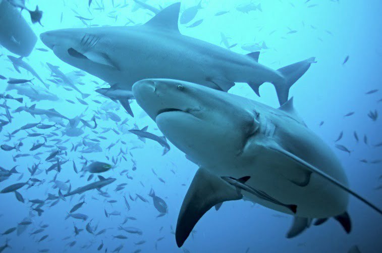 Why do some sharks hunt in pairs