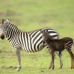 Zebra foal was born not with stripes but with polka dots 1
