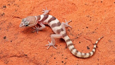Zoologists filmed a gecko hitting a scorpion on the ground while hunting