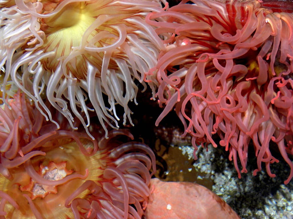 origin of hearing in humans is linked to the sense of touch in sea anemones