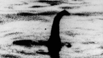 scientist suggested that the Loch Ness monster may be the penis of a whale