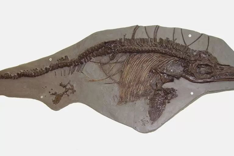 139 million year old pregnant reptile found in glacier