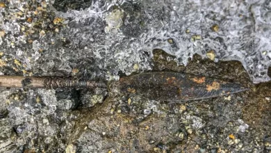 1500 year old feathered arrow found in Norway
