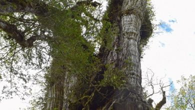 5 000 year old tree found in Chile