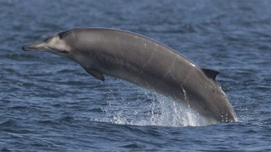 A little studied species of whales turned out to be a high speed diver