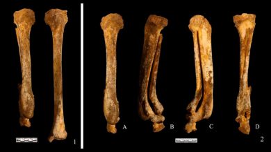 Archaeologists discover ancient Chinese woman who had her leg cut off as punishment