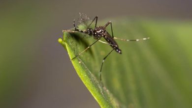 Biologists have found substances by which mosquitoes recognize human smell