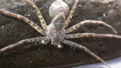 Biologists have found that some tropical spiders can hide under water for up to 30 minutes