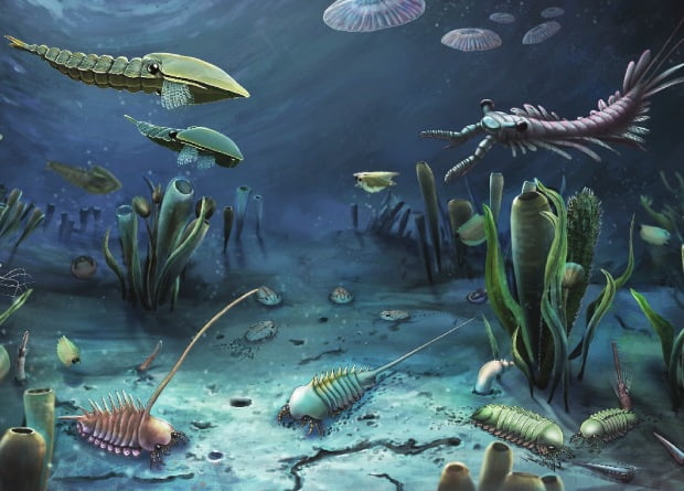 Cambrian lagerstatt found in China with fossils of eyes and digestive system 1