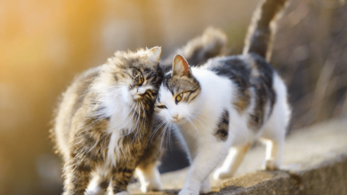 Cats have been found to be able to remember the names of relatives and people around them