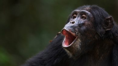 Chimpanzee calls are closer to human language than we thought